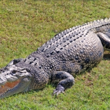 31 31