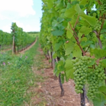 VINE YARDS (1) VINE YARDS (1)