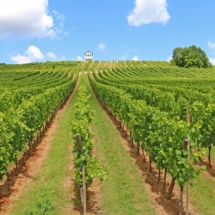 VINE YARDS (2) VINE YARDS (2)